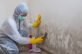 Best Mold Removal for HVAC Installations  in Savoy, IL